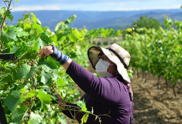 Foto - "Dünyanın her yerine gönderiyoruz" Bu yaprağın eşi benzeri yok