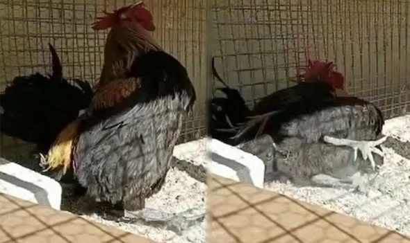 Foto - Dünyanın konuştuğu horozdan kötü haber!