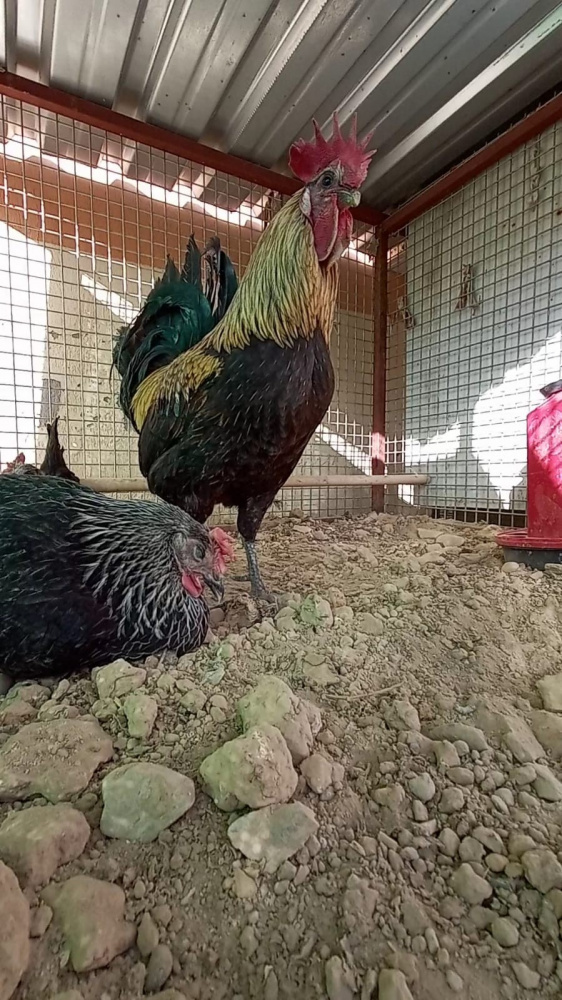 Foto - Dünyanın konuştuğu horozdan kötü haber!