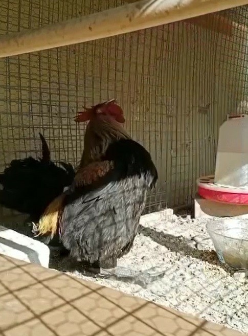 Foto - Dünyanın konuştuğu horozdan kötü haber!