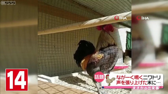 Foto - Dünyanın konuştuğu horozdan kötü haber!