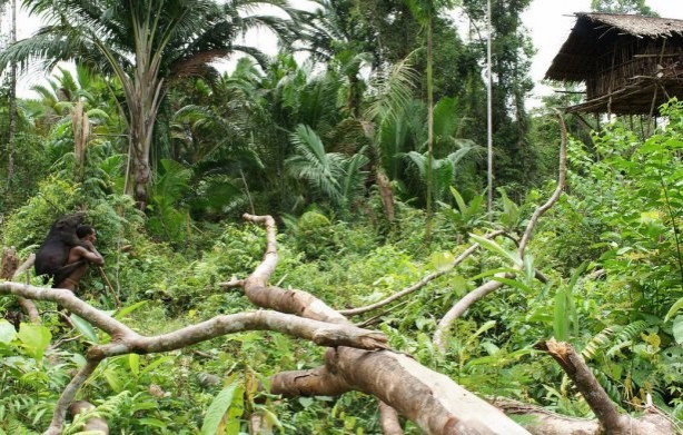 Foto - Dünyanın son yamyam kabilesi