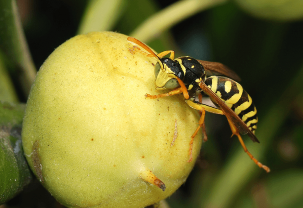 Foto - Dünyanın sonu, onlar gelirse gelecekti! Ve resmen oldu! Artık kaçış yok