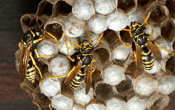 Foto - Dünyanın sonu, onlar gelirse gelecekti! Ve resmen oldu! Artık kaçış yok