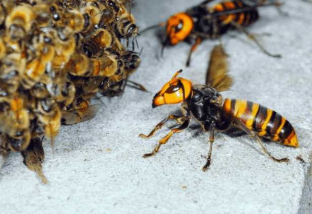 Foto - Dünyanın sonu, onlar gelirse gelecekti! Ve resmen oldu! Artık kaçış yok