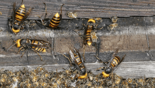 Foto - Dünyanın sonu, onlar gelirse gelecekti! Ve resmen oldu! Artık kaçış yok