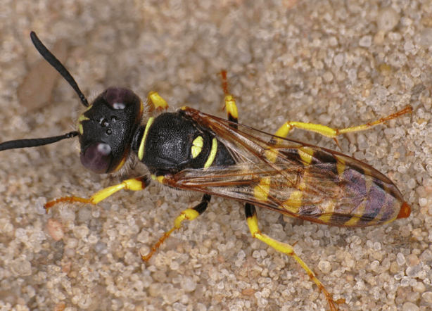 Foto - Dünyanın sonu, onlar gelirse gelecekti! Ve resmen oldu! Artık kaçış yok