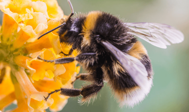 Foto - Dünyanın sonu, onlar gelirse gelecekti! Ve resmen oldu! Artık kaçış yok