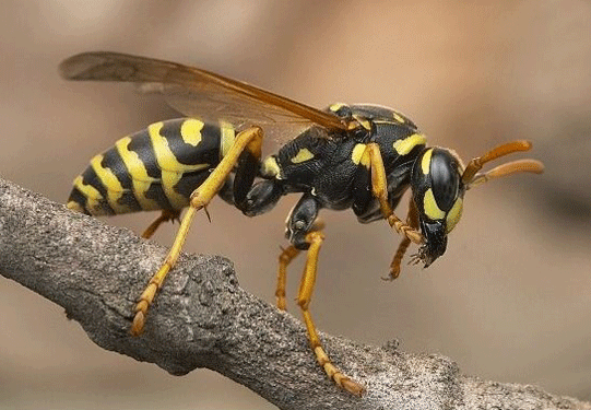 Foto - Dünyanın sonu, onlar gelirse gelecekti! Ve resmen oldu! Artık kaçış yok