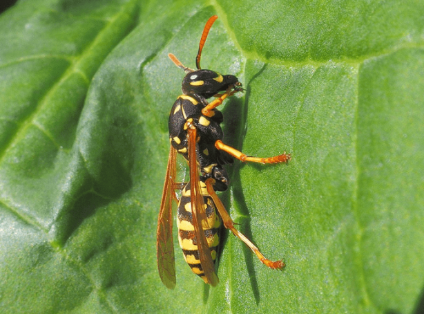 Foto - Dünyanın sonu, onlar gelirse gelecekti! Ve resmen oldu! Artık kaçış yok