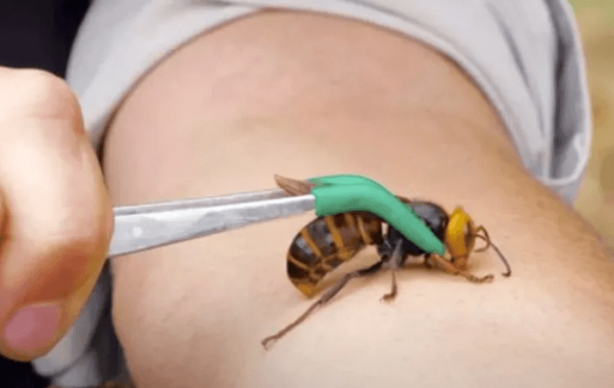 Foto - Dünyanın sonu, onlar gelirse gelecekti! Ve resmen oldu! Artık kaçış yok