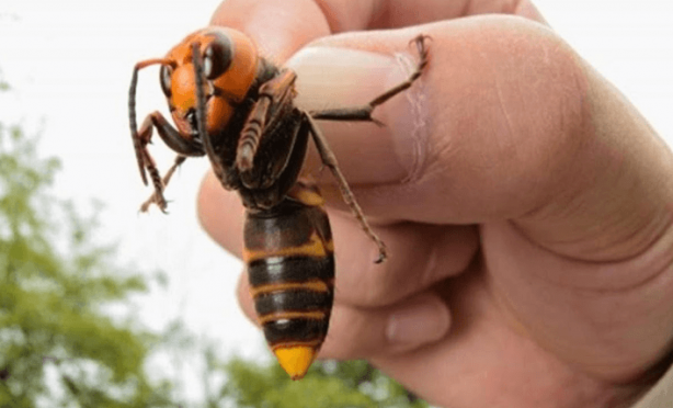 Foto - Dünyanın sonu, onlar gelirse gelecekti! Ve resmen oldu! Artık kaçış yok