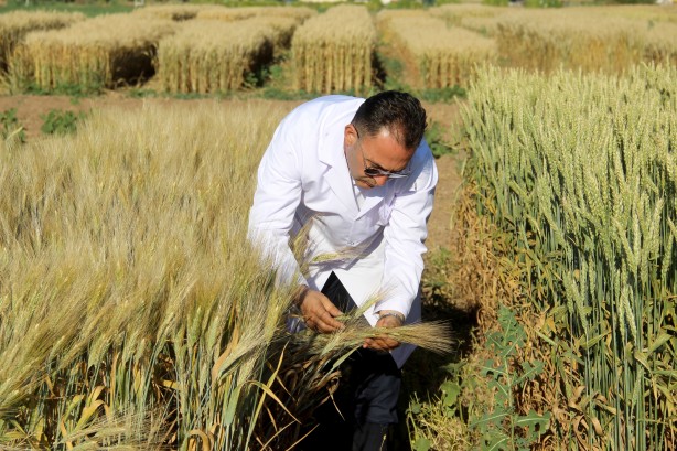 Foto - Dünyaya çare olacak... Baklava di̇li̇mi̇ne benzi̇yor ama bakın ne!