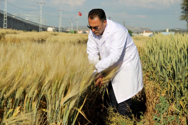 Foto - Dünyaya çare olacak... Baklava di̇li̇mi̇ne benzi̇yor ama bakın ne!