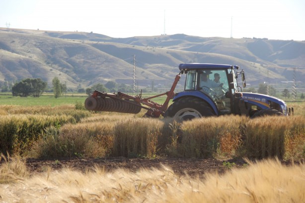 Foto - Dünyaya çare olacak... Baklava di̇li̇mi̇ne benzi̇yor ama bakın ne!