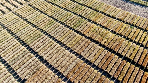 Dünyaya çare olacak... Baklava di̇li̇mi̇ne benzi̇yor ama bakın ne!