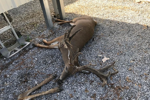 Foto - Dünyayı alt üst eden gelişme! Dev sivrisinekler yüzlercesini öldürdü