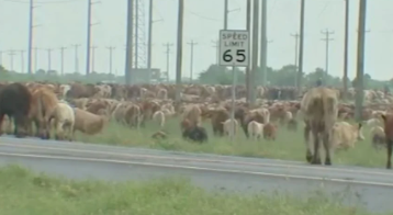 Foto - Dünyayı alt üst eden gelişme! Dev sivrisinekler yüzlercesini öldürdü