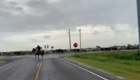 Foto - Dünyayı alt üst eden gelişme! Dev sivrisinekler yüzlercesini öldürdü