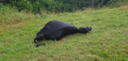 Foto - Dünyayı alt üst eden gelişme! Dev sivrisinekler yüzlercesini öldürdü