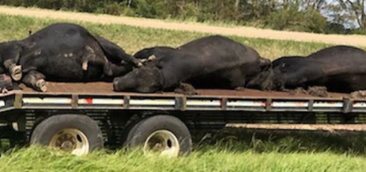 Foto - Dünyayı alt üst eden gelişme! Dev sivrisinekler yüzlercesini öldürdü