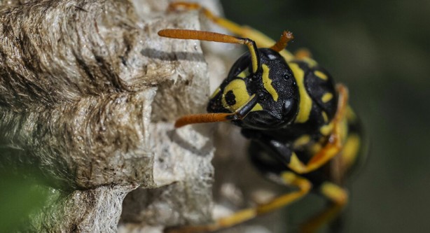 Foto - Dünyayı ayağa kaldıran olay! Koronadan sonra yeni tehlike Avrupa'ya ulaştı