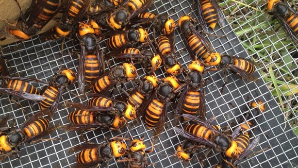 Foto - Dünyayı ayağa kaldıran olay! Koronadan sonra yeni tehlike Avrupa'ya ulaştı