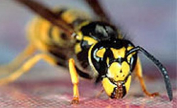 Foto - Dünyayı ayağa kaldıran olay! Koronadan sonra yeni tehlike Avrupa'ya ulaştı