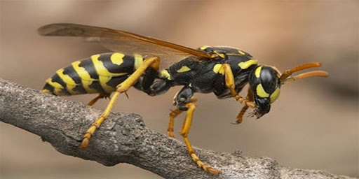 Foto - Dünyayı ayağa kaldıran olay! Koronadan sonra yeni tehlike Avrupa'ya ulaştı