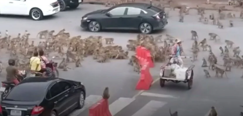 Foto - Dünyayı ayağa kaldıran olay! Maymunlar savaşa girişti