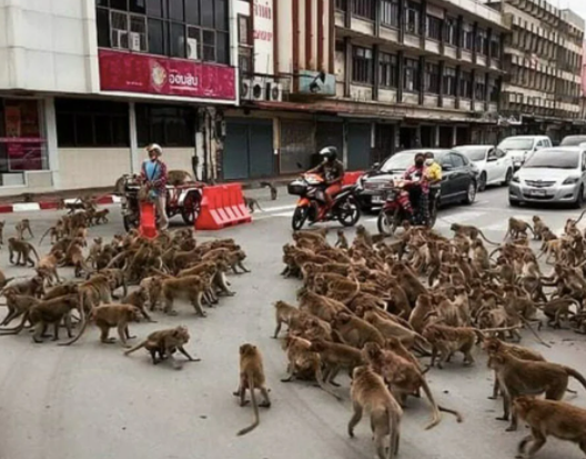 Foto - Dünyayı ayağa kaldıran olay! Maymunlar savaşa girişti