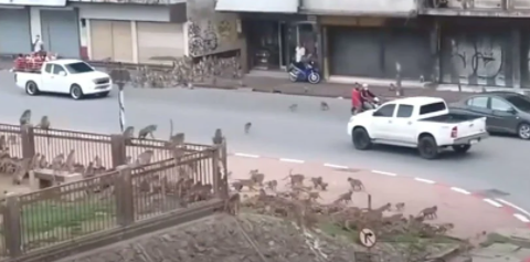 Foto - Dünyayı ayağa kaldıran olay! Maymunlar savaşa girişti