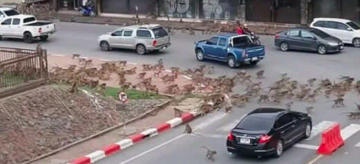 Foto - Dünyayı ayağa kaldıran olay! Maymunlar savaşa girişti