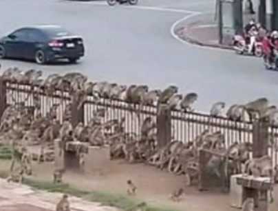 Foto - Dünyayı ayağa kaldıran olay! Maymunlar savaşa girişti