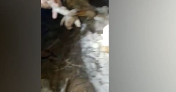 Foto - Dünyayı dehşete düşüren canlı! Karanlığın içerisinde bir anda belirdi! Gören, küçük dilini yuttu! Aman Allahım bu ne böyle