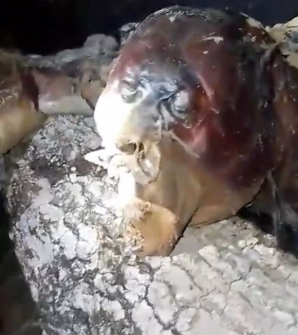 Foto - Dünyayı dehşete düşüren canlı! Karanlığın içerisinde bir anda belirdi! Gören, küçük dilini yuttu! Aman Allahım bu ne böyle