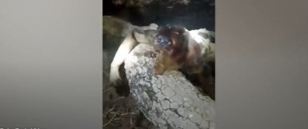 Foto - Dünyayı dehşete düşüren canlı! Karanlığın içerisinde bir anda belirdi! Gören, küçük dilini yuttu! Aman Allahım bu ne böyle