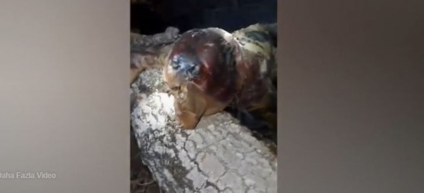 Foto - Dünyayı dehşete düşüren canlı! Karanlığın içerisinde bir anda belirdi! Gören, küçük dilini yuttu! Aman Allahım bu ne böyle