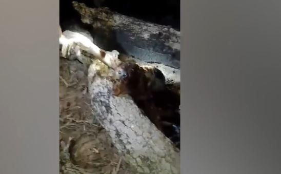 Foto - Dünyayı dehşete düşüren canlı! Karanlığın içerisinde bir anda belirdi! Gören, küçük dilini yuttu! Aman Allahım bu ne böyle