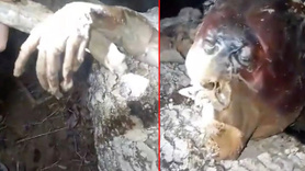Dünyayı dehşete düşüren canlı! Karanlığın içerisinde bir anda belirdi! Gören, küçük dilini yuttu! Aman Allahım bu ne böyle