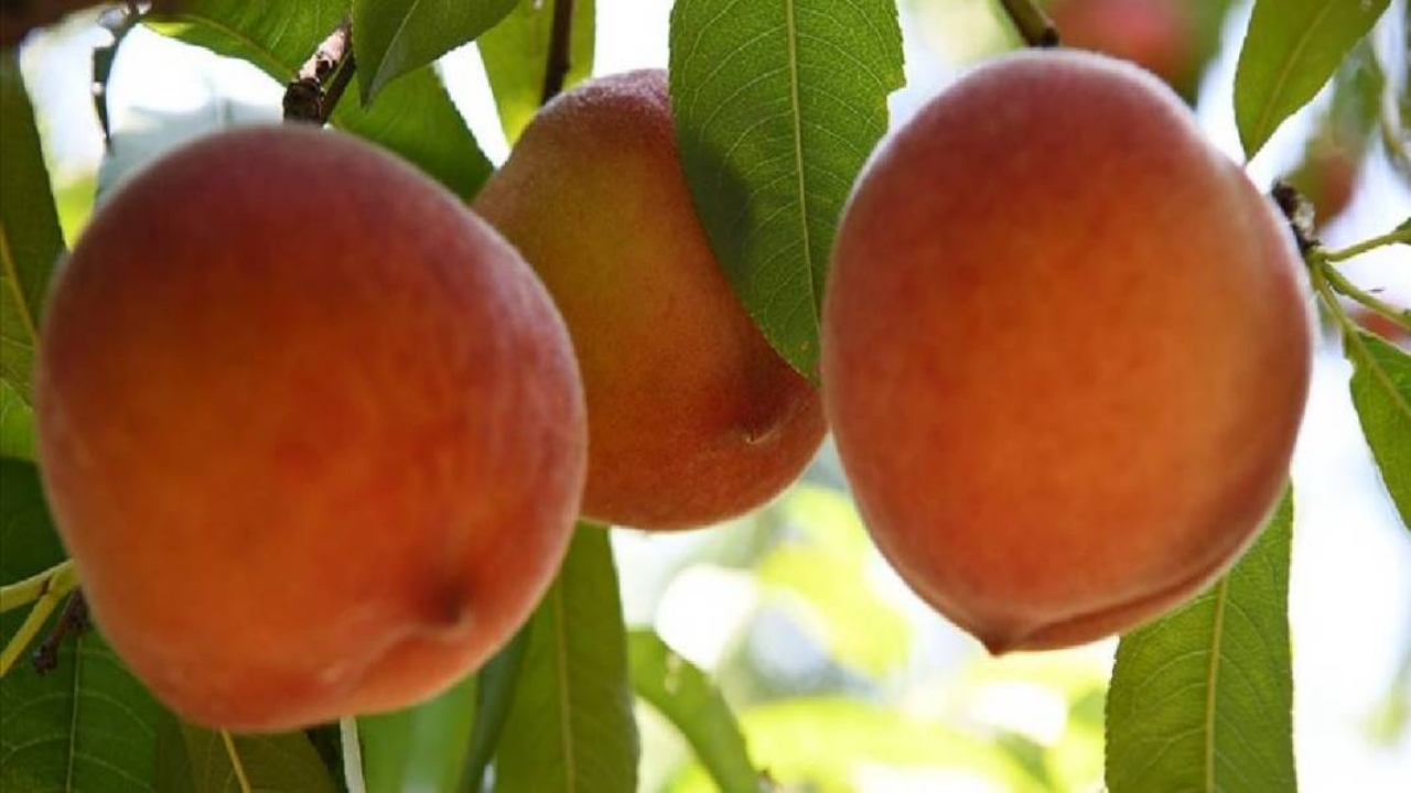 Foto - Dünyayı peşinden koşturuyor! Almanya, Rusya ve Orta Doğu ülkeleri "Bize de verin" diye sıraya girdi