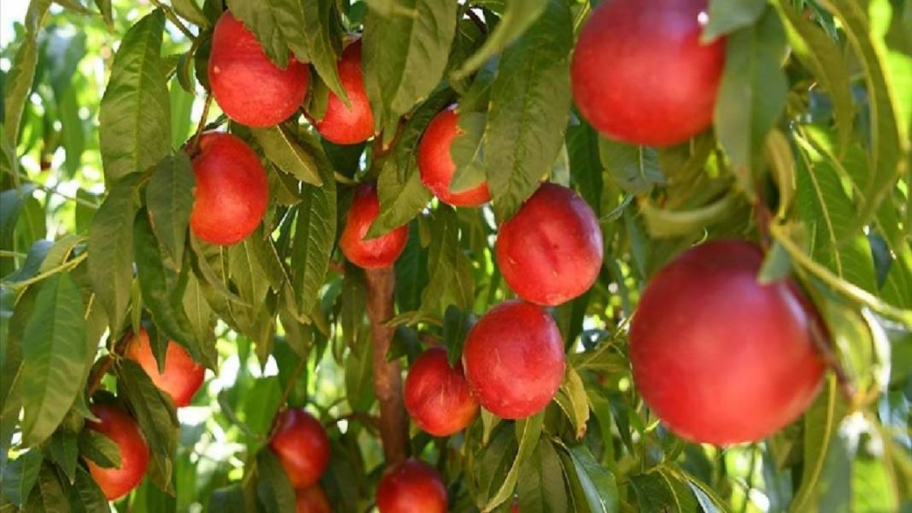 Foto - Dünyayı peşinden koşturuyor! Almanya, Rusya ve Orta Doğu ülkeleri "Bize de verin" diye sıraya girdi
