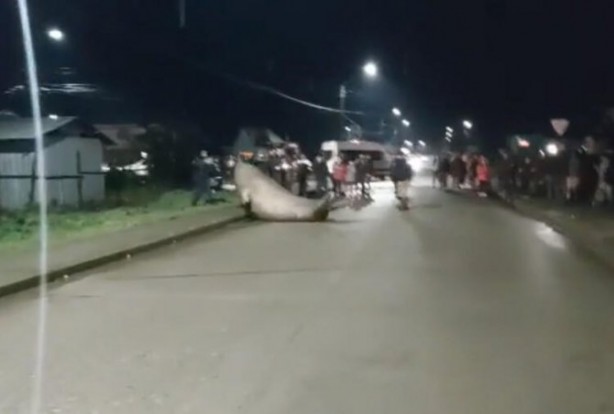 Foto - Dünyayı sarsan görüntüler! Yolunu kaybetti, duyanlar koştu