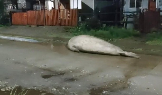 Foto - Dünyayı sarsan görüntüler! Yolunu kaybetti, duyanlar koştu