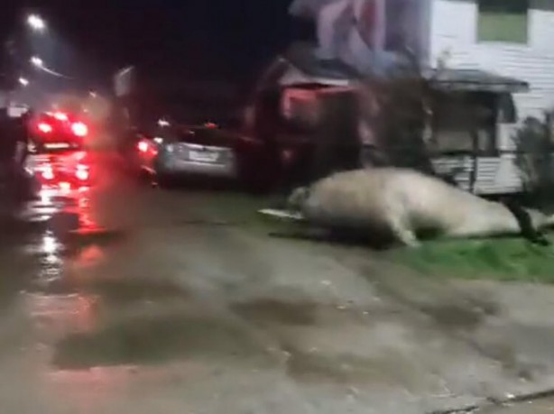 Foto - Dünyayı sarsan görüntüler! Yolunu kaybetti, duyanlar koştu