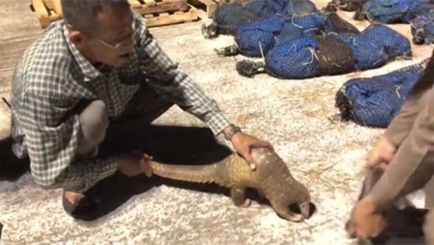 Foto - Durdurulan araçta bulundu! Görenler inanamadı