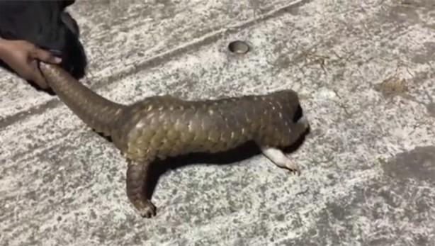 Foto - Durdurulan araçta bulundu! Görenler inanamadı