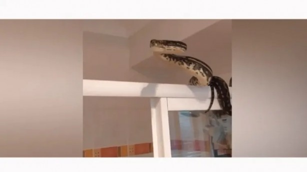 Foto - Duşa girecekti şoka girdi! 10 kiloluk yılanı...