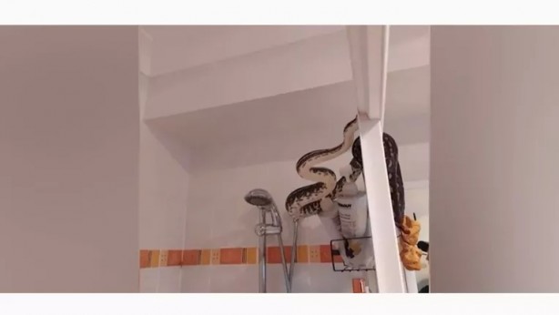 Foto - Duşa girecekti şoka girdi! 10 kiloluk yılanı...
