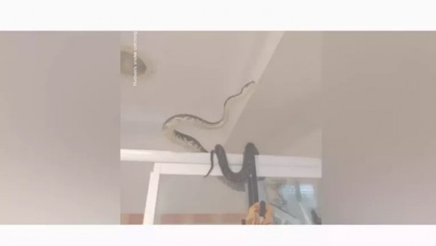 Foto - Duşa girecekti şoka girdi! 10 kiloluk yılanı...